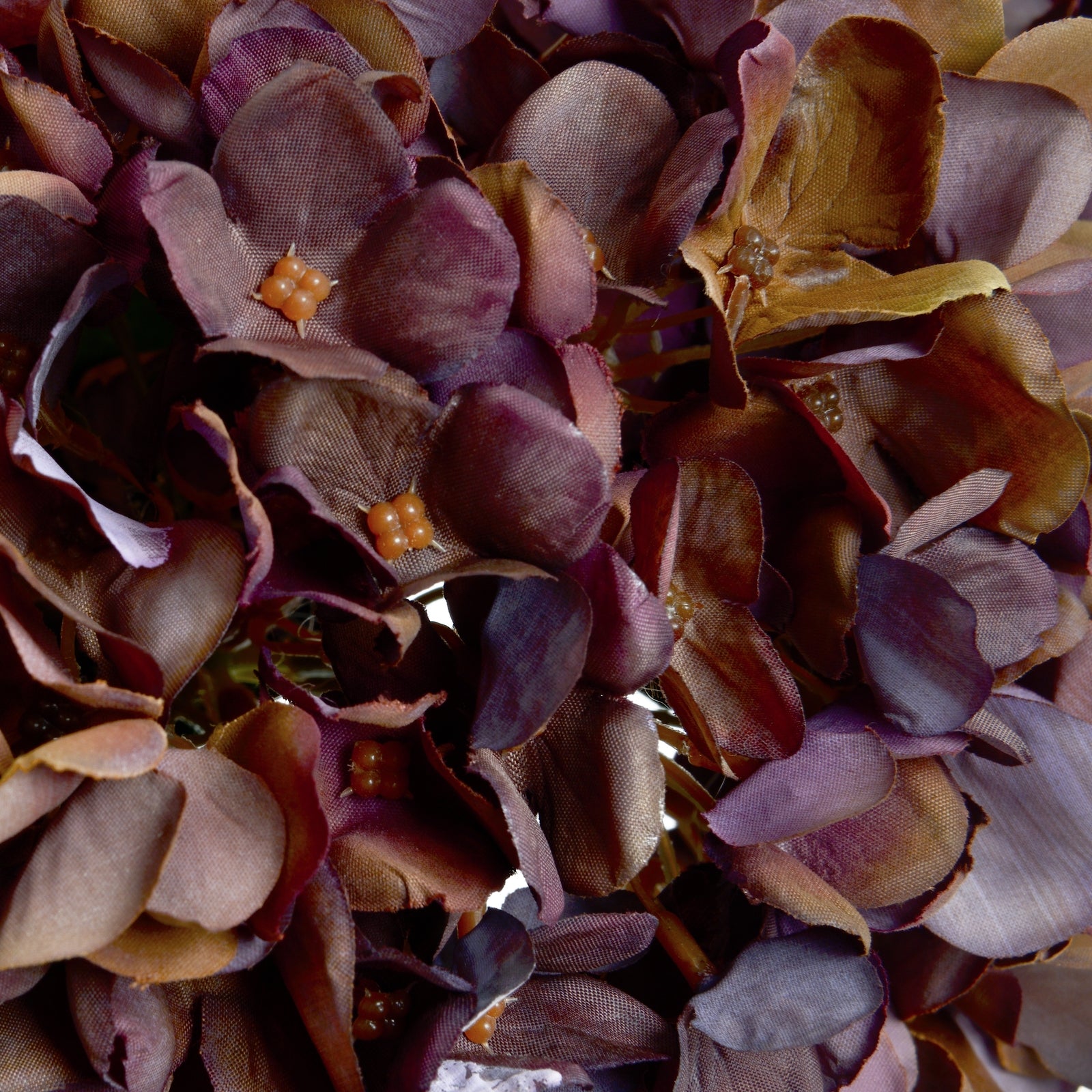 Autumn Hydrangeas