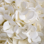 Oversized White Hydrangea