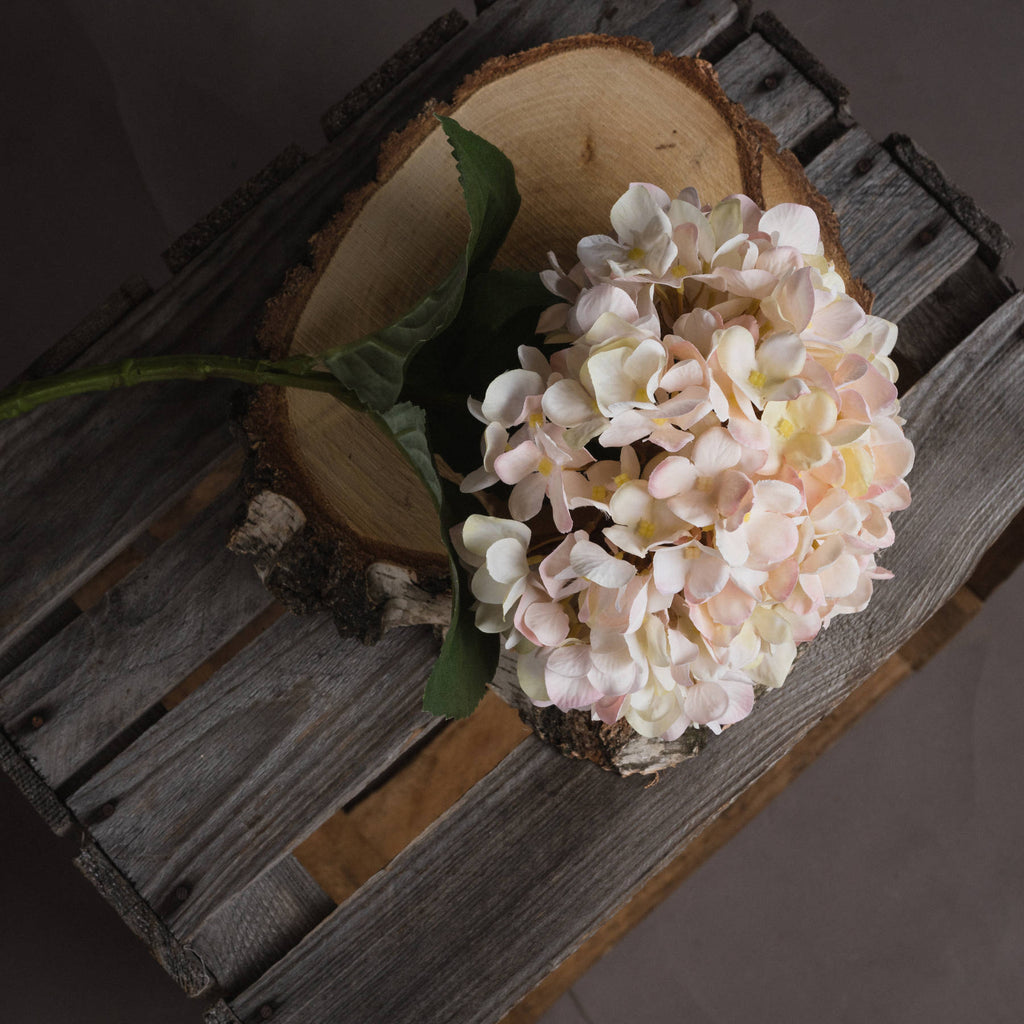 Autumn Hydrangeas