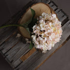 Autumn Hydrangeas