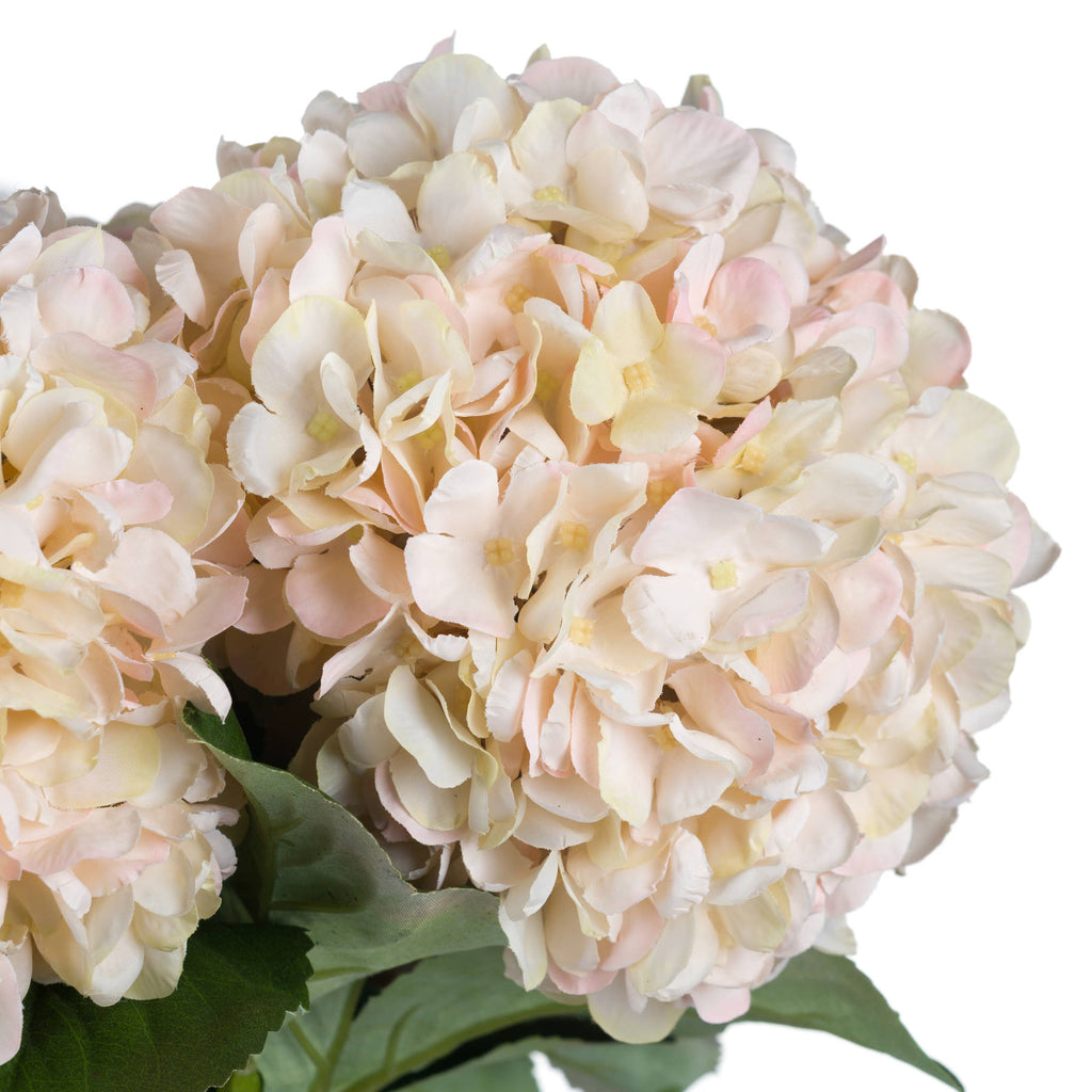 Autumn Hydrangeas