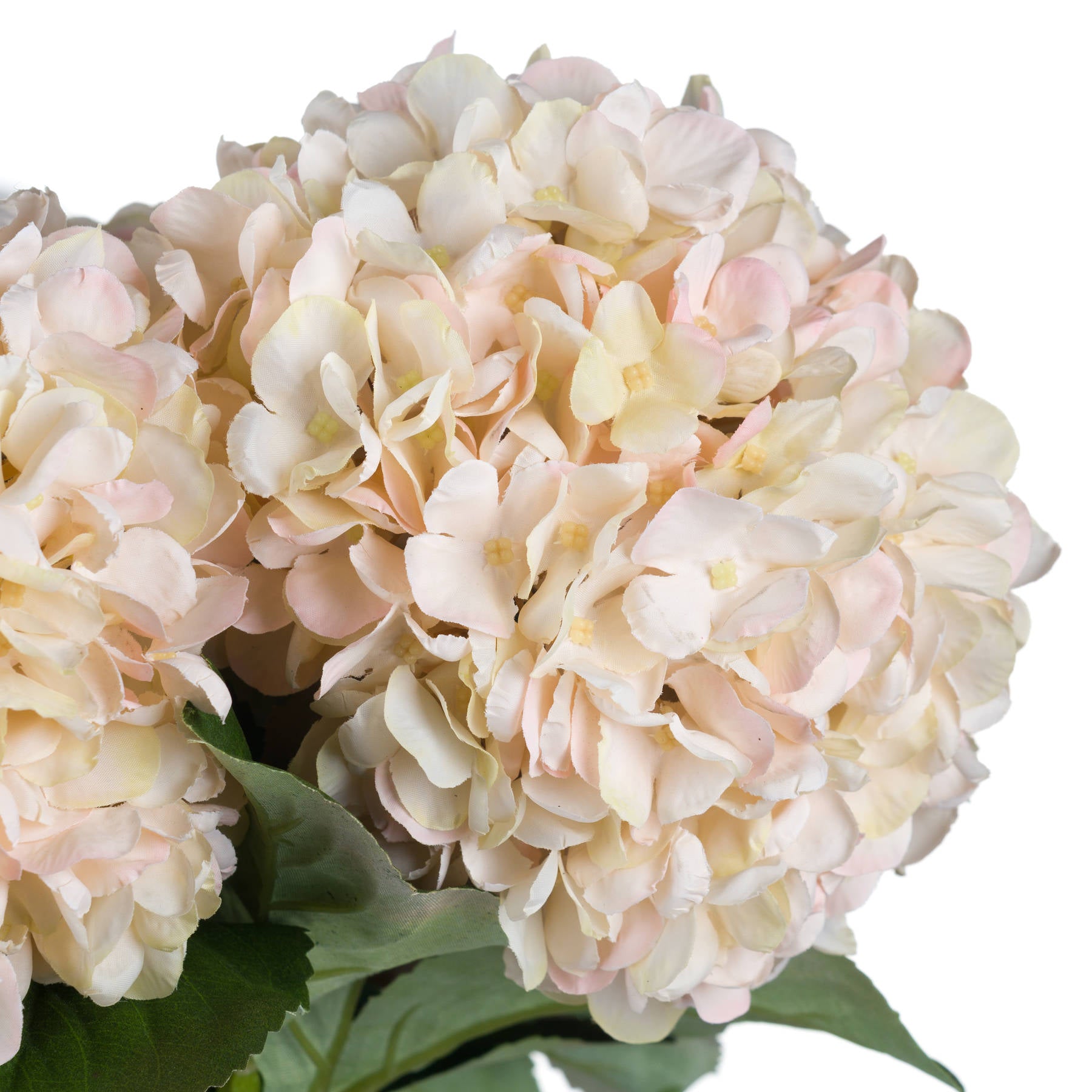 Autumn Hydrangeas