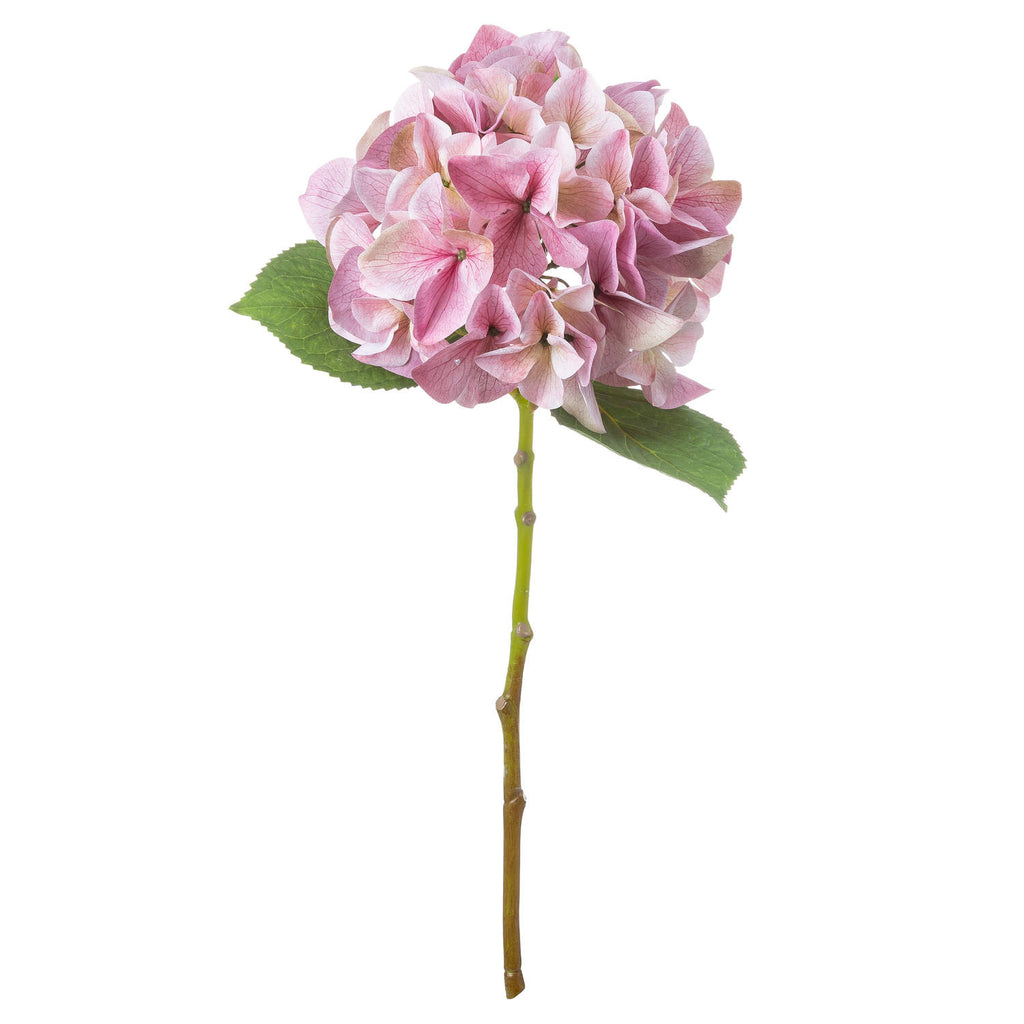 Shabby Single Hydrangea