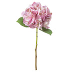 Shabby Single Hydrangea