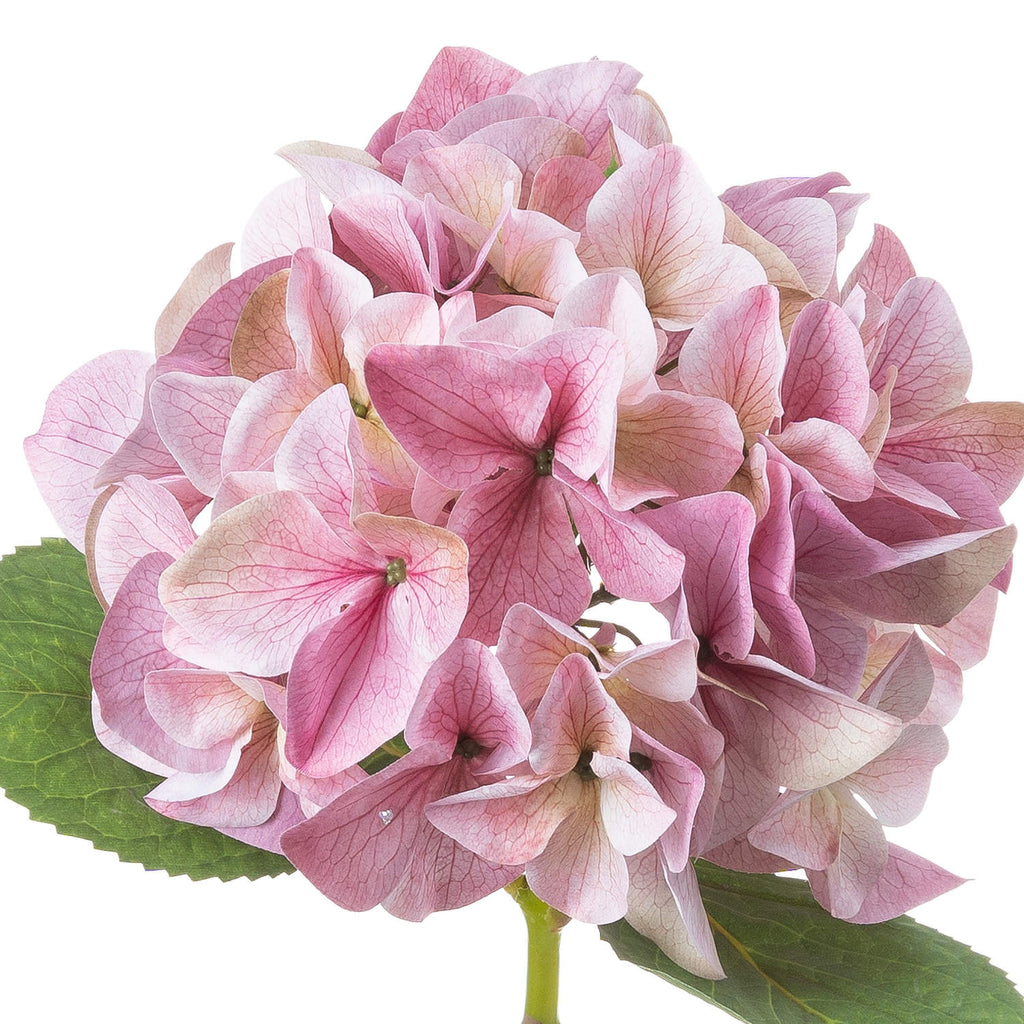 Shabby Single Hydrangea