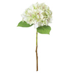 Shabby Single Hydrangea