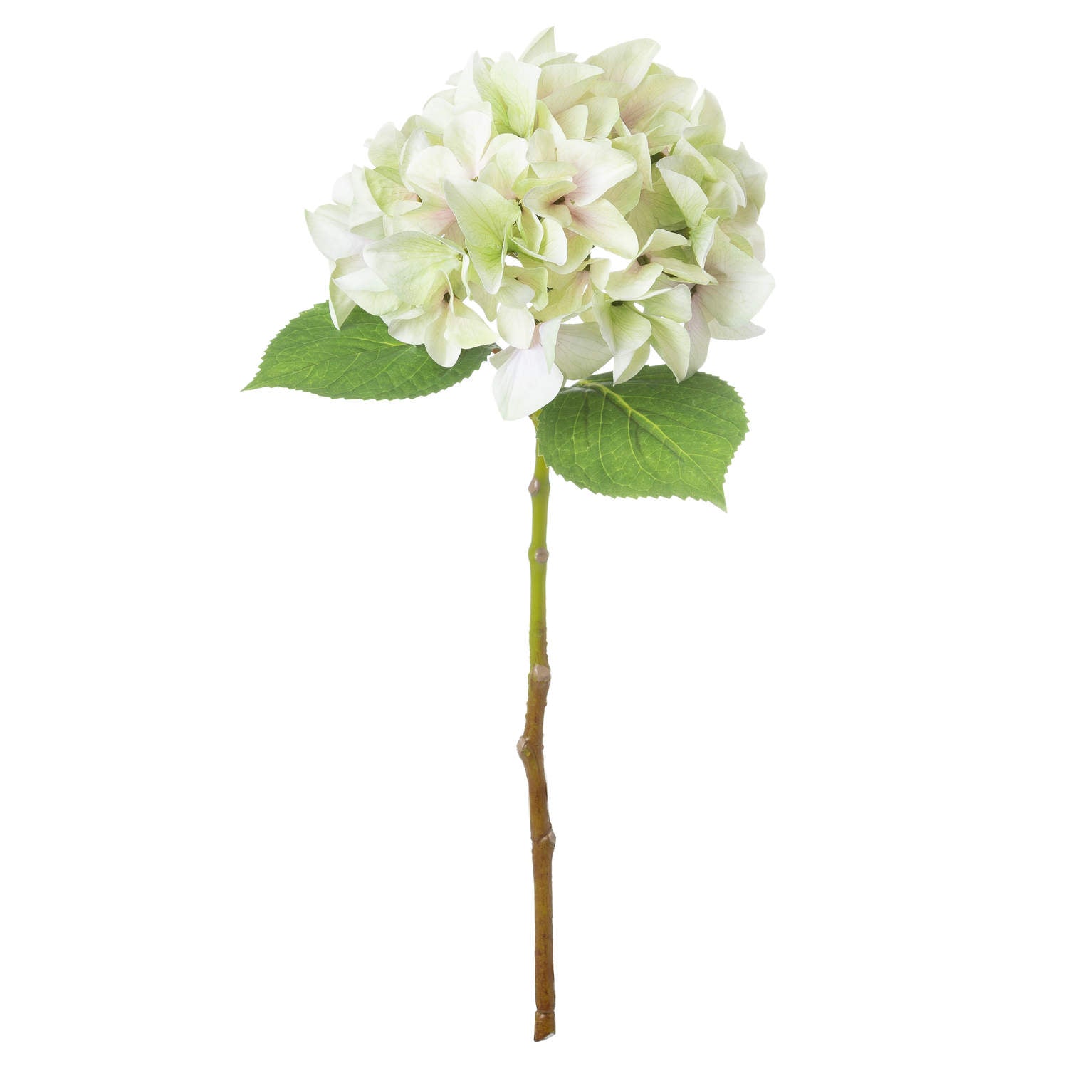 Shabby Single Hydrangea