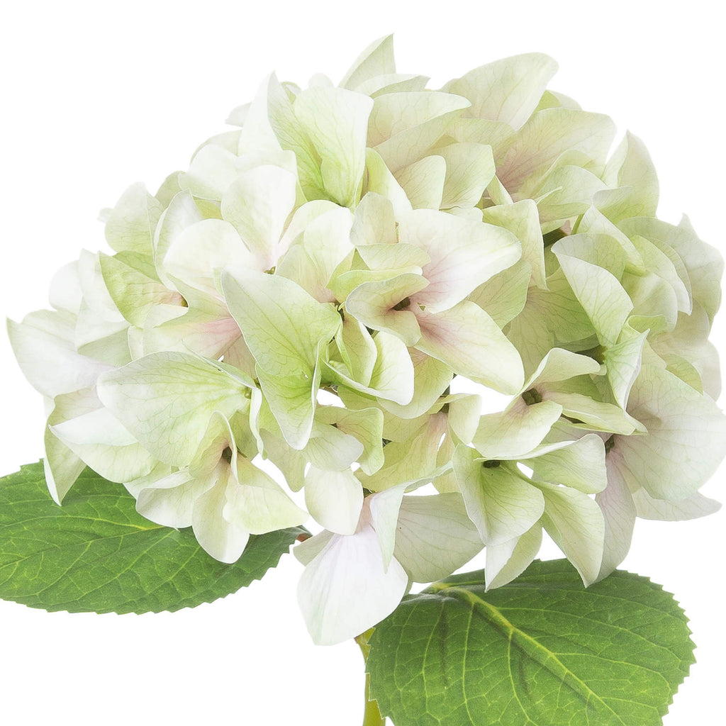 Shabby Single Hydrangea