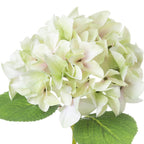 Shabby Single Hydrangea